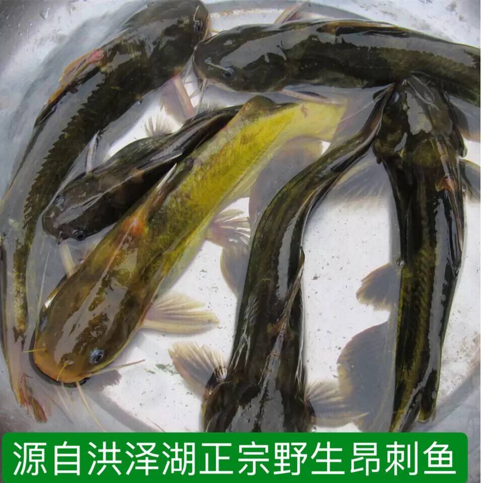昂刺鱼的图片,昂刺鱼图片,昂刺鱼图片最大(第14页)_大山谷图库