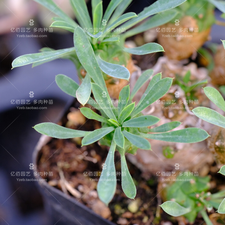 峨眉山 多肉植物 大戟科块根植物 - 图1