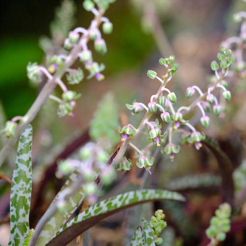 紫背油点百合 多款油点百合 混合 球根 根茎植物 - 图1