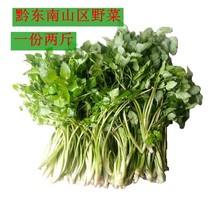 Freshly found in Guizhou Province Qiandongnan Riping JinpingPing Mountain special production wild celery refreshing with two catties of ex-gratia hot pin