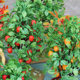 Kindergarten ornaments simulated green plants and small trees sand table decoration