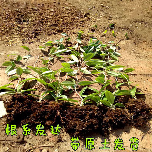 球兰花苗 室内爬藤吊兰盆栽花卉 绿叶花心球兰大苗攀援植物 - 图0