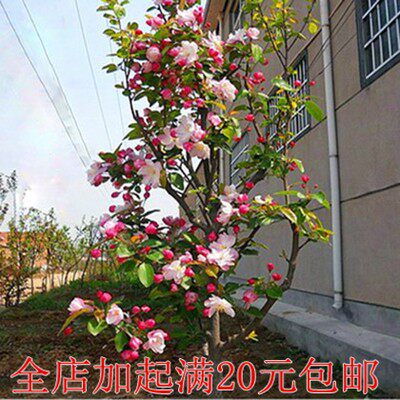 绚丽四季海棠花树苗盆栽西府海棠花庭院阳台耐寒花卉植物垂丝海棠 - 图0