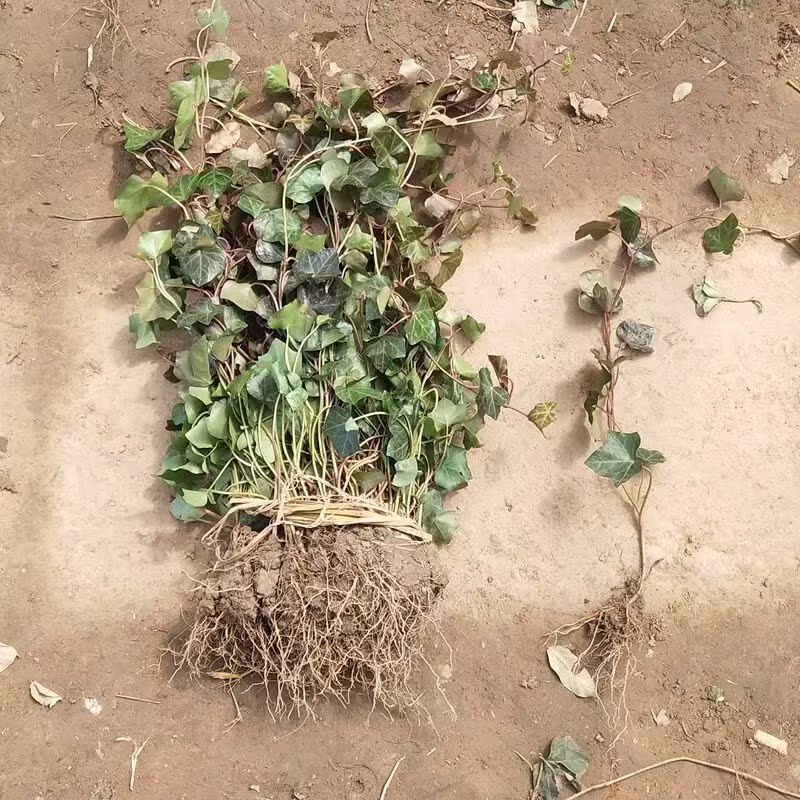 园林绿花苗庭院植物常春藤花苗爬藤植物花卉常青藤苗四季常青耐寒 - 图2