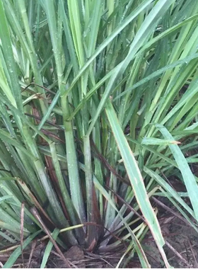 香茅油香茅柠檬草广西农家特色