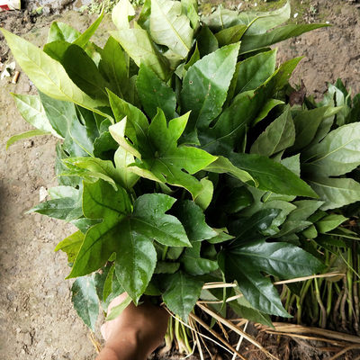 四季常青八角金盘苗庭院花坛植物八角金盘树苗园林绿化苗耐旱耐阴 虎窝淘