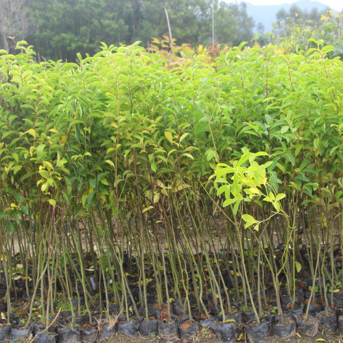 四大名贵苗木树苗正宗奇楠沉香小叶紫檀海南黄花梨金丝楠木珍稀有 - 图2