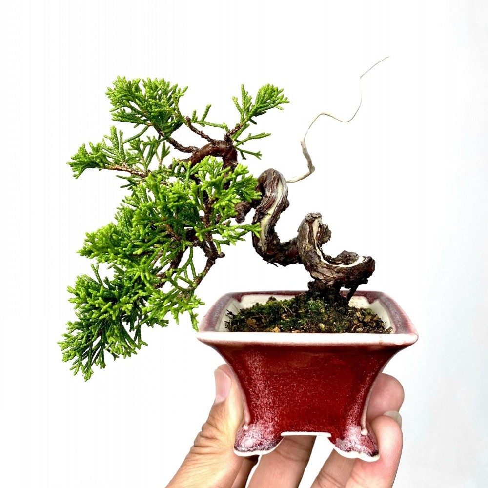 宫阪系鱼川真柏老桩盆景室内植物办公室阳台盆栽一物一拍基地直销,淘宝优惠券,粉丝福利购,淘宝优惠卷