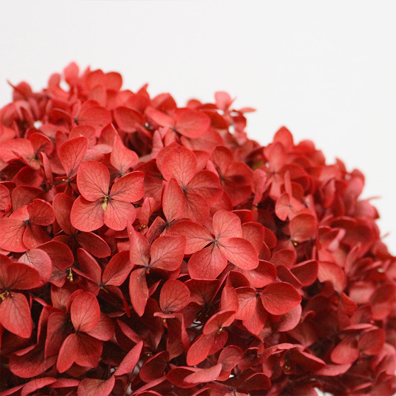 超大头安娜小叶绣球永生花天然干花真花家居客厅装饰插花婚庆布置,淘宝优惠券,粉丝福利购,淘宝优惠卷