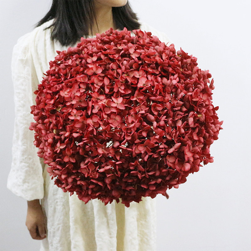 超大头安娜小叶绣球永生花天然干花真花家居客厅装饰插花婚庆布置,淘宝优惠券,粉丝福利购,淘宝优惠卷