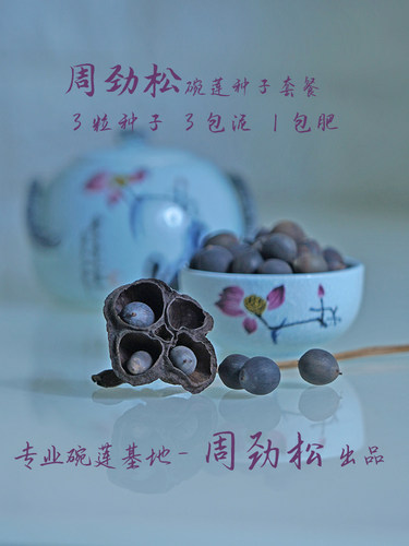 周劲松已开口易活家庭窗阳台盆栽碗莲荷花种子籽套餐 - 图2