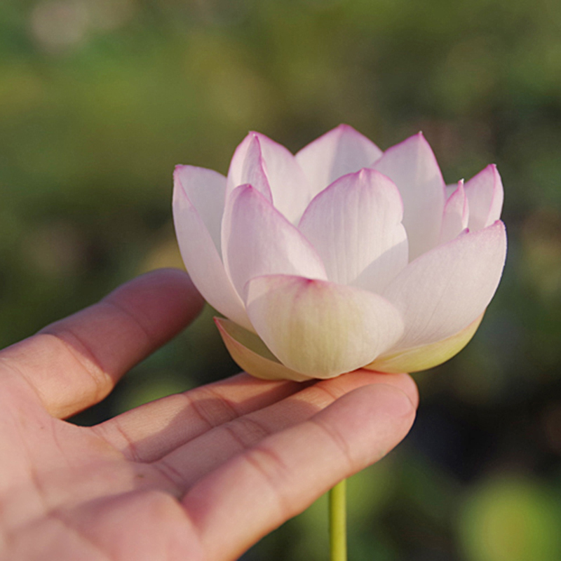 【婉约】周劲松家庭院楼顶阳台观赏盆栽小荷花莲花碗莲种藕苗花卉 - 图2