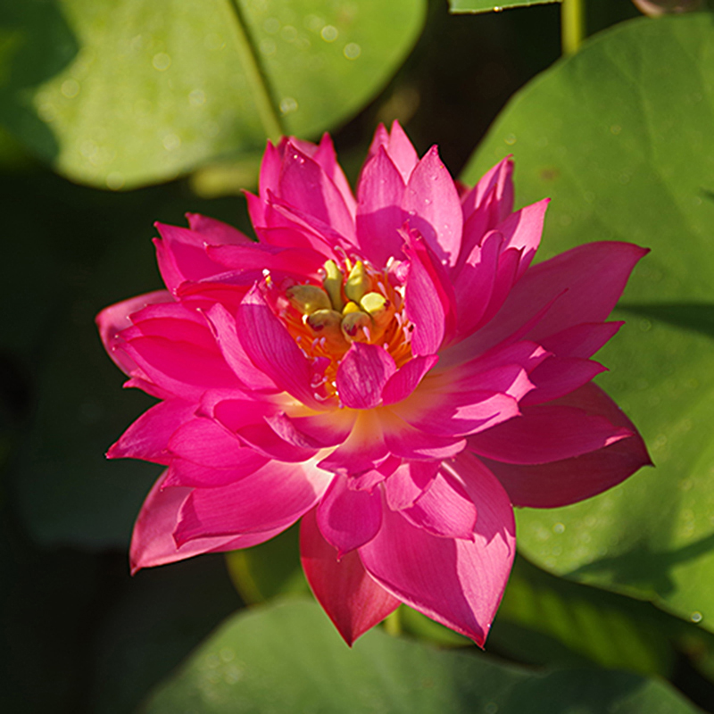 【辉煌•霓翎】周劲松庭院阳台花卉水生植物非四季碗莲种藕根块苗 - 图0