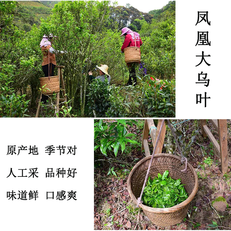 大乌叶凤凰单枞茶 清香型凤凰单丛 高山茶叶 鸭屎香单从500g 单枞 - 图0