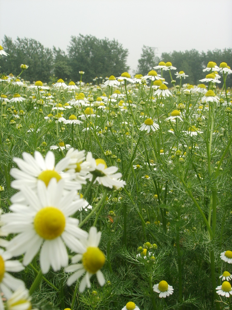 新鲜洋甘菊团购 德甘 德国洋甘菊 腌制洋甘菊 - 图2