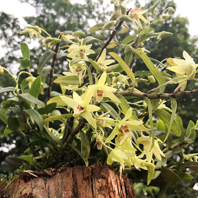 顺丰包邮铁皮石斛鲜花当天采摘新鲜食用一斤枫斗新花正宗基地直发-图1