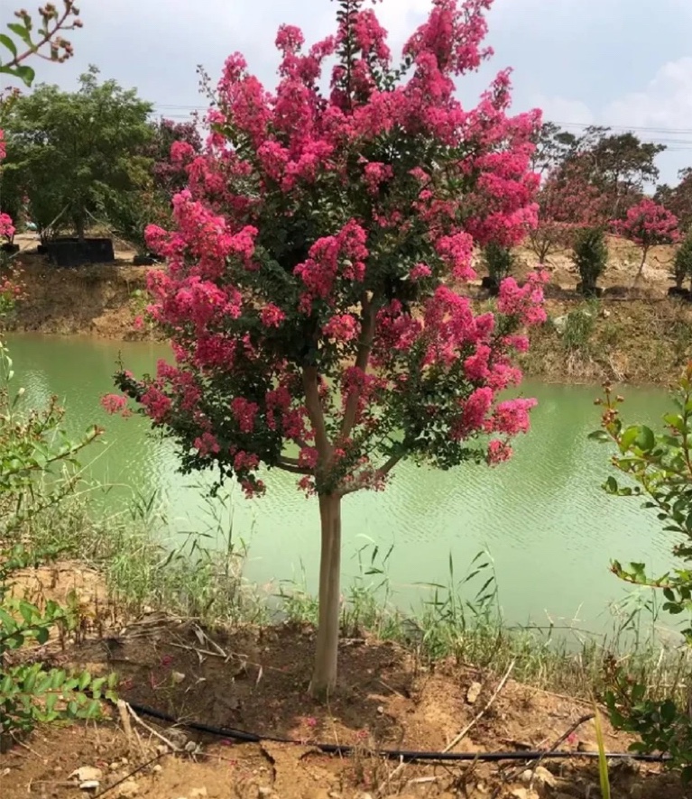 紫薇花树百日红绿化耐寒耐热庭院别墅四季栽种 - 图1