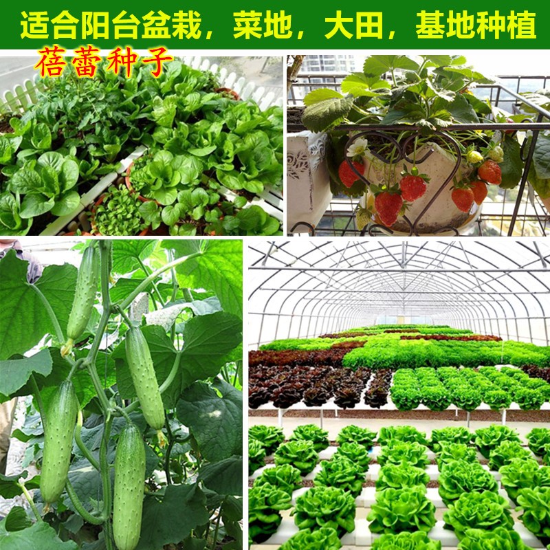 白玫瑰小白菜种子奶白菜白梗菜农家菜种秋冬阳台盆栽四季蔬菜种孑-图0