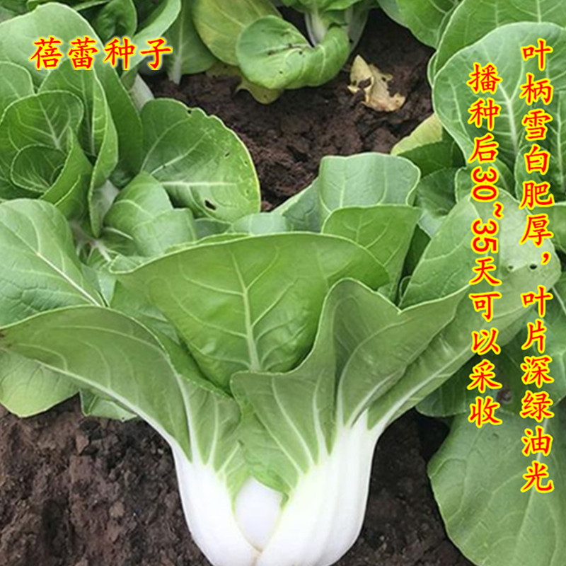 白玫瑰小白菜种子奶白菜白梗菜农家菜种秋冬阳台盆栽四季蔬菜种孑-图2