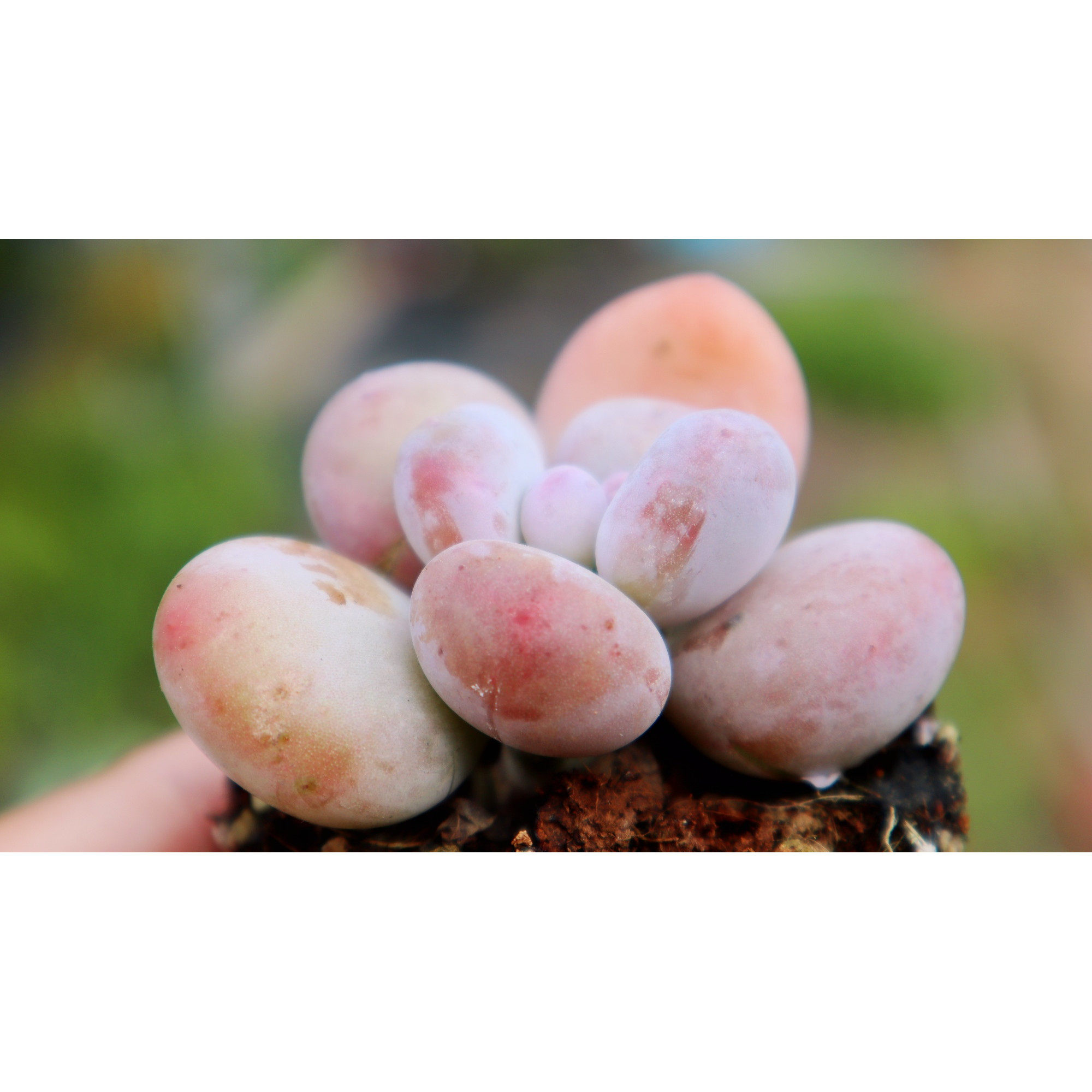 精品多肉套餐 带盆土发货 校园社区活动 江浙沪 金华义乌本地货,淘宝优惠券,粉丝福利购,淘宝优惠卷