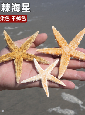天然海螺贝壳五指霸王馒头