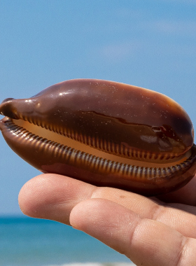 天然海螺贝壳酒桶宝螺鱼缸造景水族装饰海螺标本收藏把玩工艺品