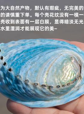 新西兰蓝色鲍鱼壳鱼缸造景装饰