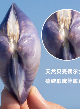 天然海螺贝壳双壳紫蛤贝壳