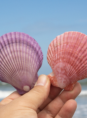 天然海螺贝壳双面彩色贝壳