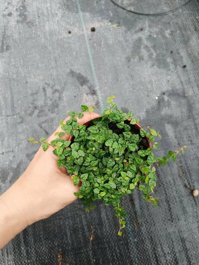 小叶霹雳米叶攀爬植物盆景造景水陆缸雨林缸造景喜水耐水水养室内-图1