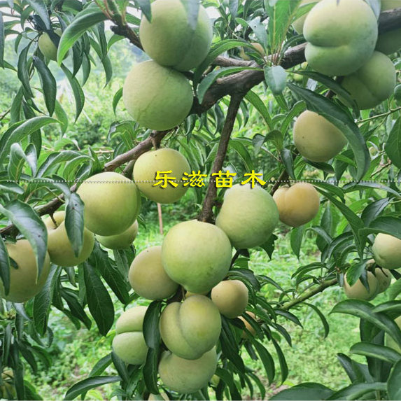 龙李苗蜂糖李优系丰产高糖6月熟青脆李嫁接李子苗湖南基地直销,淘宝优惠券,粉丝福利购,淘宝优惠卷