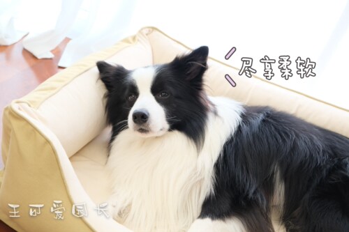 petmassive宠物窝冬季保暖深睡中大型犬猫窝耐磨耐咬防泼水狗窝 - 图0