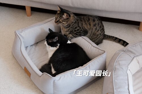 petmassive宠物窝冬季保暖深睡中大型犬猫窝耐磨耐咬防泼水狗窝 - 图2