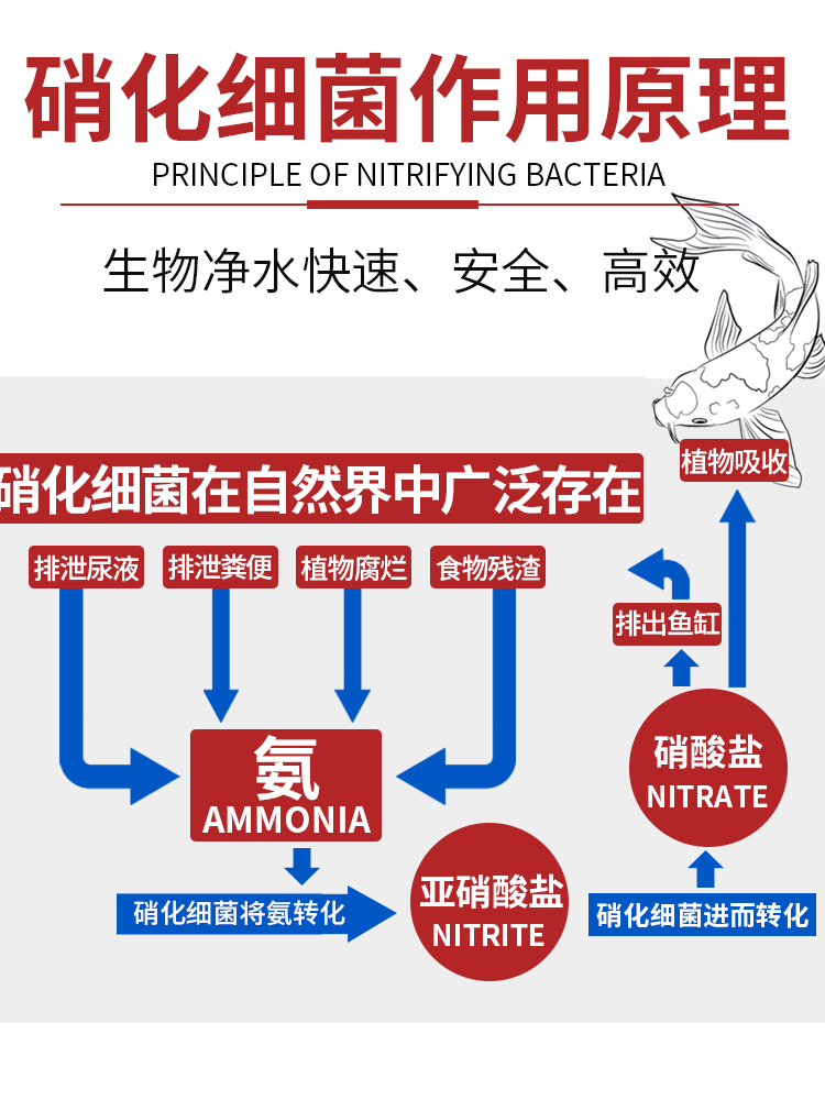 鱼乐源鱼缸用硝化细菌水族硝化菌消化活菌净化专用清澈水质净水剂-图2