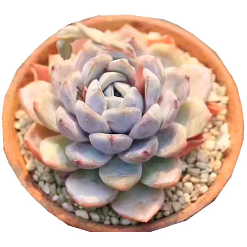 【雪兔 泰尼汉堡】 多肉植物 一物一拍 大棚直销 绿植盆栽迷你 - 图3