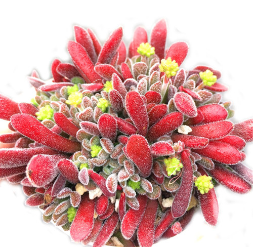 【小天狗】青锁龙属 小众多肉植物 一物一拍大棚直销 绿植盆栽 - 图3