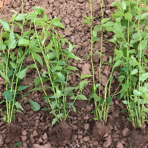 重瓣棣棠花苗盆室内栽庭院喜阳耐荫爬藤攀缘花卉绿植物耐热耐寒 - 图0