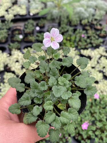 姬风露草  草垫盆栽 牻牛儿 山野草 耐热性总开花小型植物 - 图0