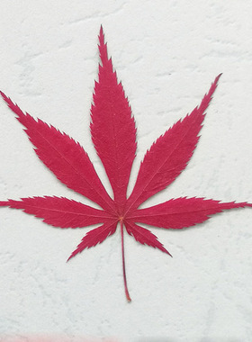 真枫叶标本塑封成品红干花植物创意书签礼物渐变色送男女生老师