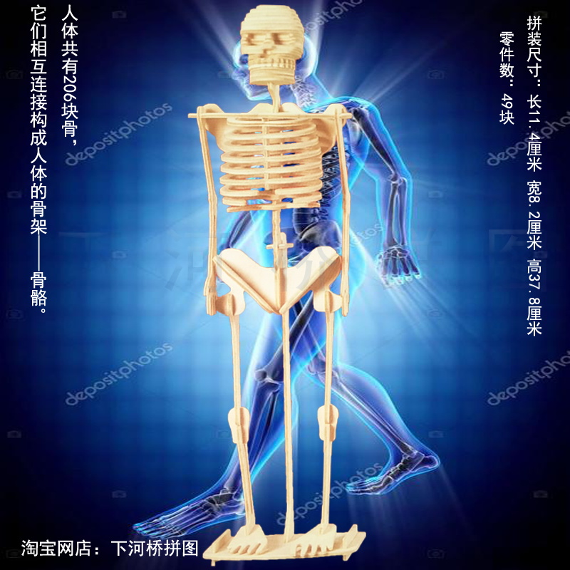 人体骨骼3d模型 新人首单立减十元 2021年10月 淘宝海外