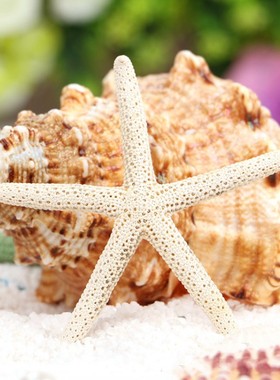 天然拍摄摆件小道具海星