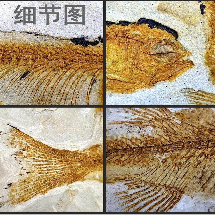 古生物白垩纪天然中华狼鳍鱼群鱼化石头地质科普教学标本摆件收藏,淘宝优惠券,粉丝福利购,淘宝优惠卷