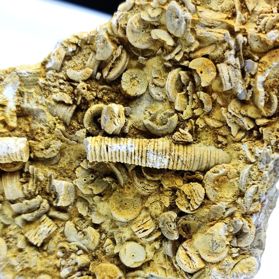 泥盆纪海百合茎化石天然古生物海洋化石铜钱石地质科普教学标本,淘宝优惠券,粉丝福利购,淘宝优惠卷