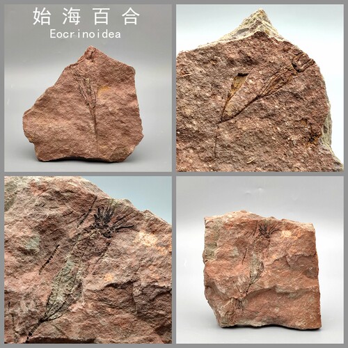 古生物摩洛哥天然始海百合群板棘皮动物化石原石科普教学标本摆件 - 图0