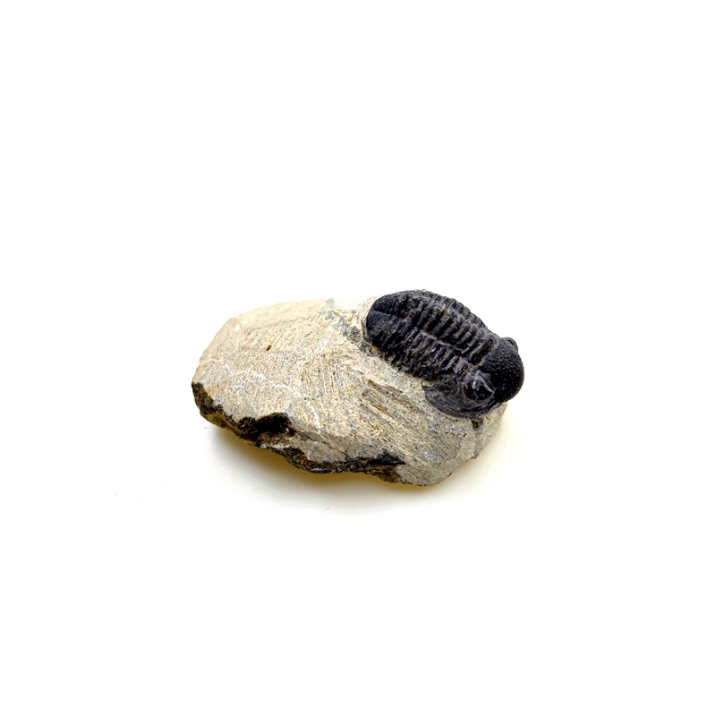 天然化石标本原石头钟头虫摩洛哥泥盆纪立体三叶虫化石蚜头虫镜眼-图3