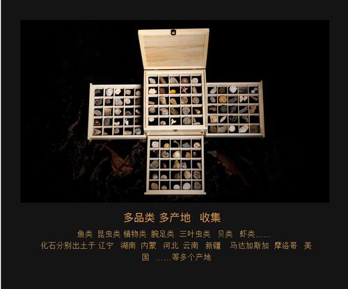 100种古生物化石天然狼鳍鱼动物植物三叶虫菊石琥珀标本礼盒套装 - 图0