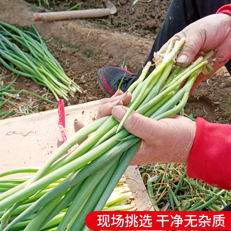 小葱新鲜现割农家蔬菜蘸酱葱小葱苗拌豆腐非东北大葱淄博烧烤 - 图2