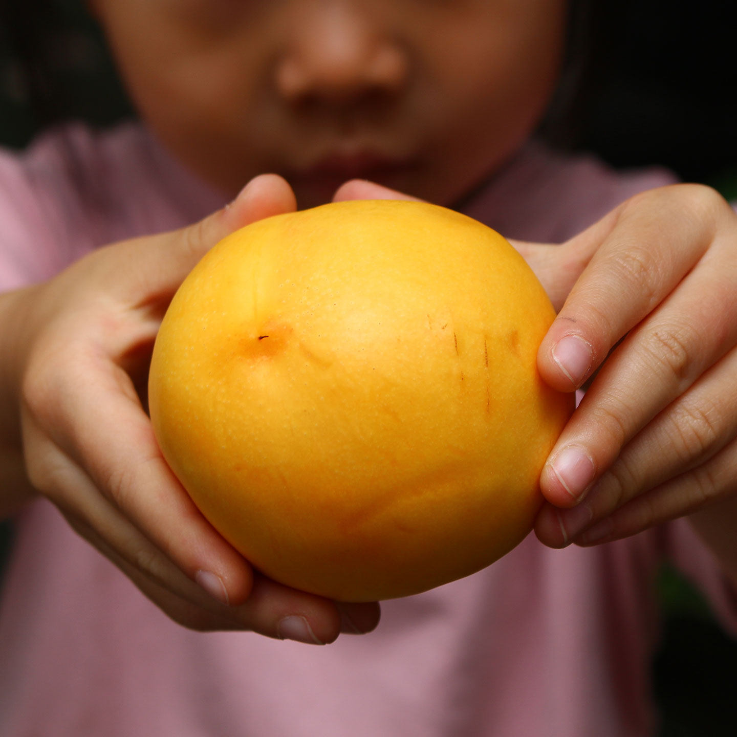 池见新鲜水果旱原芒芒黄桃油桃子桃香芒果香相结合黄肉软桃子孕妇,淘宝优惠券,粉丝福利购,淘宝优惠卷