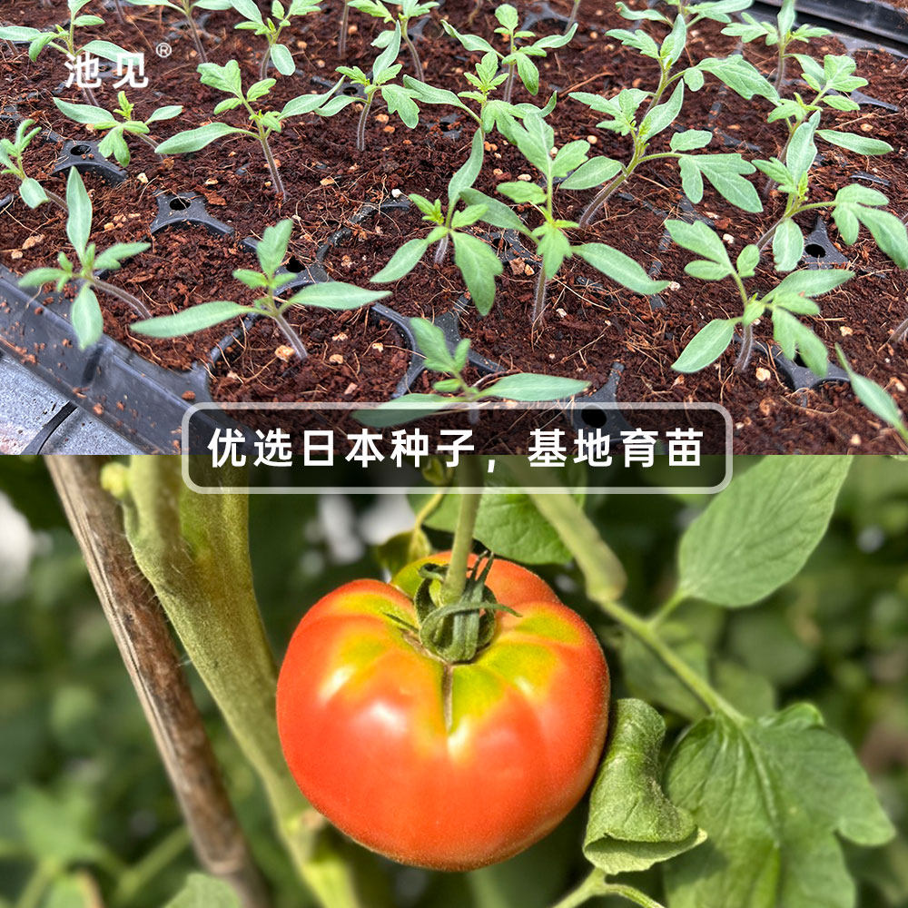 池见 自然成熟 日引秀福番茄土番茄西红柿新鲜蔬菜沙瓤番茄可生吃,淘宝优惠券,粉丝福利购,淘宝优惠卷