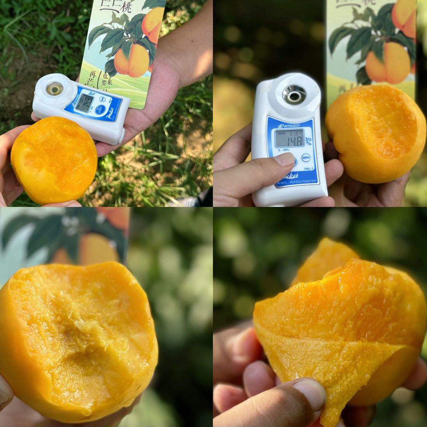 池见新鲜水果旱原芒芒黄桃油桃子桃香芒果香相结合黄肉软桃子孕妇,淘宝优惠券,粉丝福利购,淘宝优惠卷